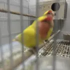 جوز روز لاتينو