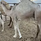 حاشي