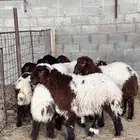بهم نعيم