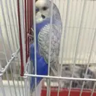 جوز