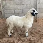 رخل مهجنه للبيع