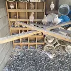 حمام للبيع