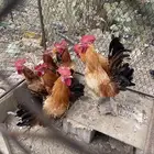 دجاج بلدي