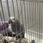 للبيع بغبغاء كاسكو
