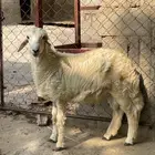 جذع عمر 5 شهور