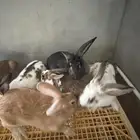 امهات ارانب للبيع