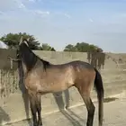 حصان شعبي سليم وشرط