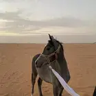 مهره للبيع شعبيه