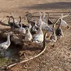 عروض على طيور منوعه