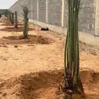 نخل للبيع توصيل الى جميع مناطق المملكة