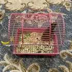 هامستر سوري