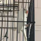 درة البينو محلل