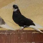 حمام قطيفة