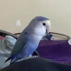 روز للبيع اليف