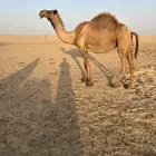 لقحه صفرا