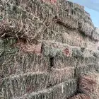 ذرة جيزانية شد فاااخر