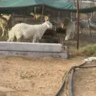 فحل حري صنف فاخر