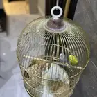 طيور بادجي بملحقاتها