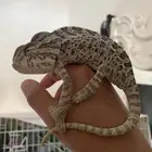 سحلية الحرباء