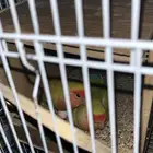 زوج روز منتج تحته بيضتين