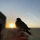 قمري هدد داخلي وخارجي للبيع