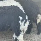 خرفان ثنيات