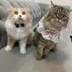 قطط