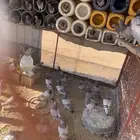 حمام سلفر لاحم