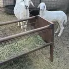 تم البيع