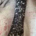 بذور البان العربي المورينجا بيريجرينا