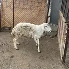 خروف ثني