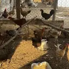 دجاج بلدي