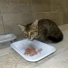 بسة بيت لتبني