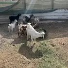 بهم ذبايح(((تم البيع ))