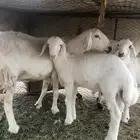 غنم مواليد