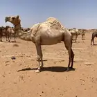 ناقه ذلول منتج