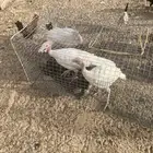 دجاج رومي ابيض