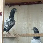 حمام بكستاني