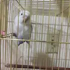 معى البيت و اكل و كل شي