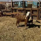 (تم البيع تم البيع )