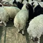 خروف صافي