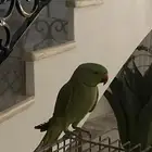 ببغاء دره العمر سنتين مع القفص