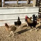 دجاج بلدي للبيع