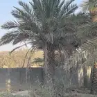 نخلة خصري طول 2 متر