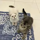 قطط سكوتش فولد صغيره للبيع