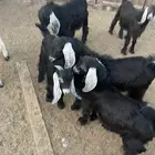 تيوس طيبه
