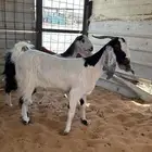 معزا دفيع شرط سونار
