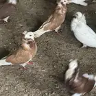 حمام يملي العين بلجيكي منتج مراح واحد ذكروا الله