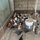 دجاج بلدي العمر 4 اشهر