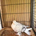 طبه مفتل مكمله مسكي